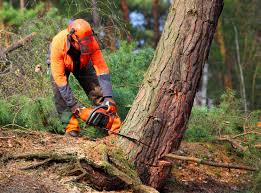 Trusted Pine Knoll Shores, NC  Tree Services Experts